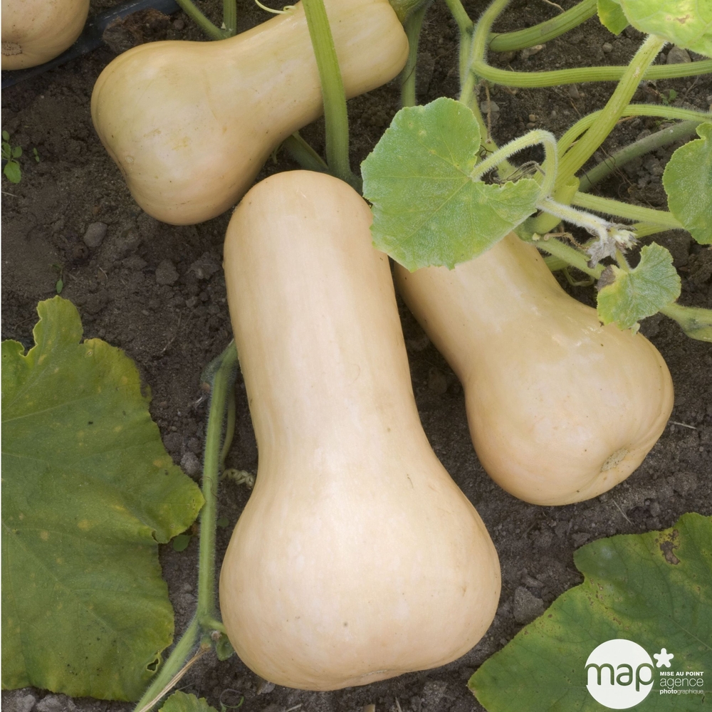 Courge 'Butternut' : barquette 3 plants