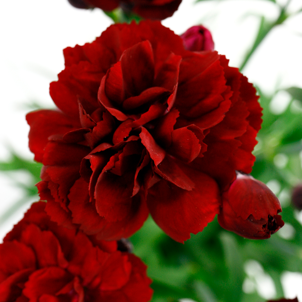 Œillet (Dianthus) 'Ten Nelke':jardinière 25 cm