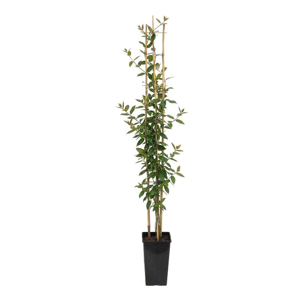 Lonicera 'Copper Beauty®' : pot 3L
