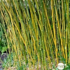 Bambou moyen phyllostachys bissetii: pot de 10 litres