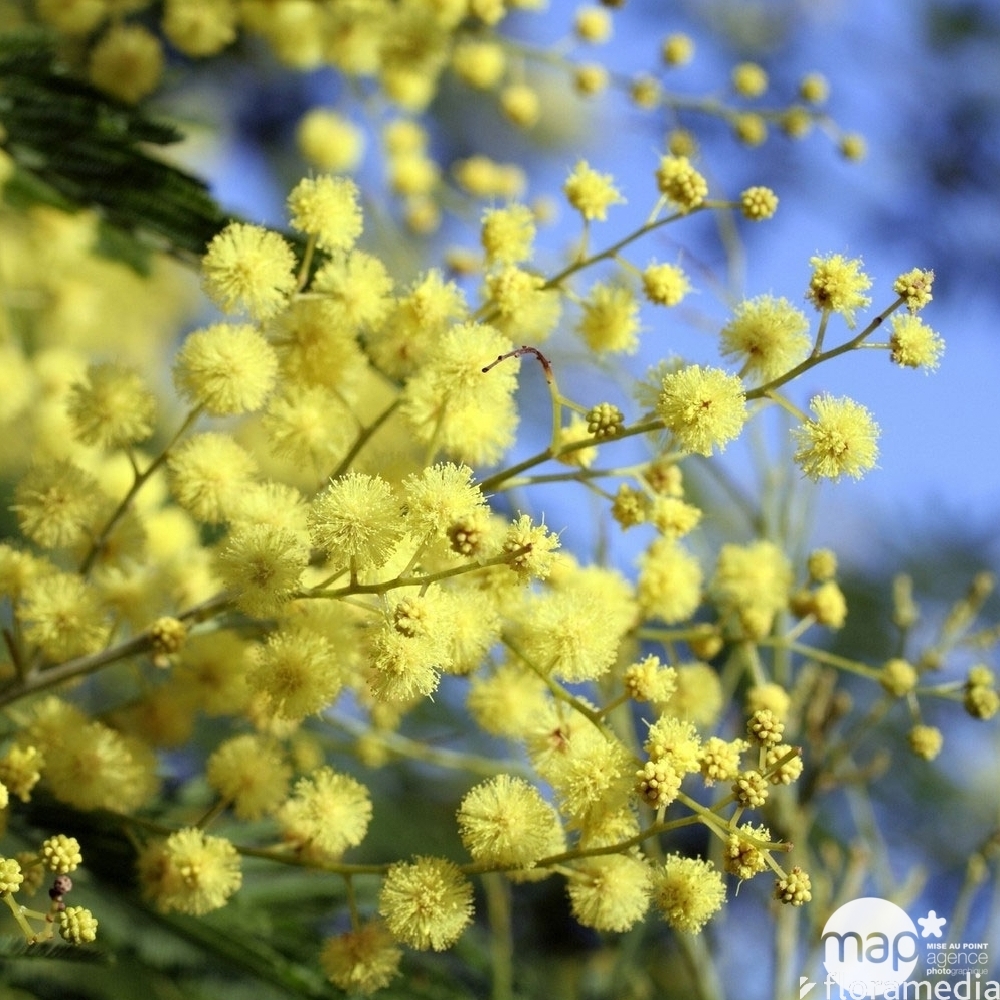 Acacia dealbata H40/45cm en touffe : pot D15 cm
