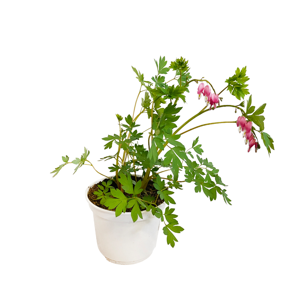 Coeur de Marie (Dicentra Spectabilis) Pot 3L