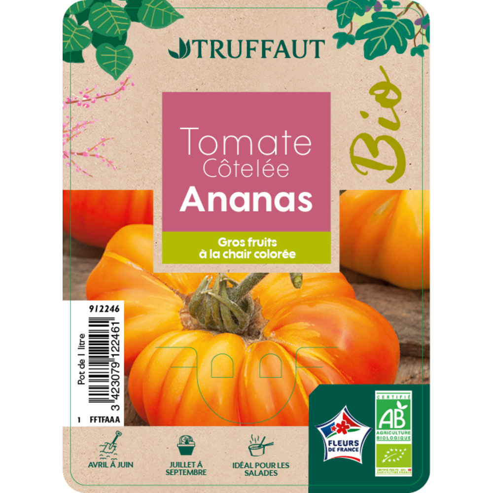 Tomate 'ananas' AB : pot 1 litre