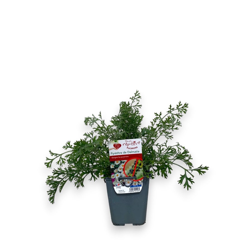 Plant de Pyrèthre de Dalmatie- Pot 1L
