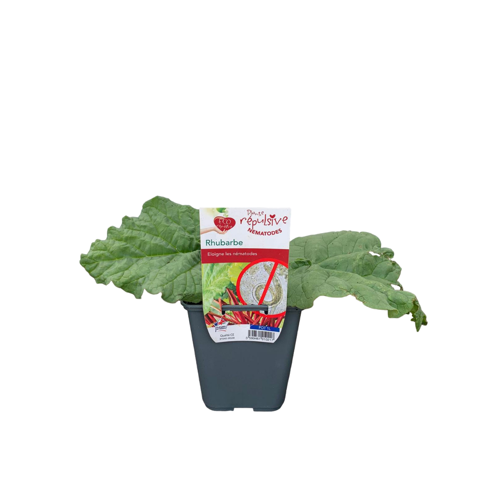 Plant de rhubarbe : pot de 1L