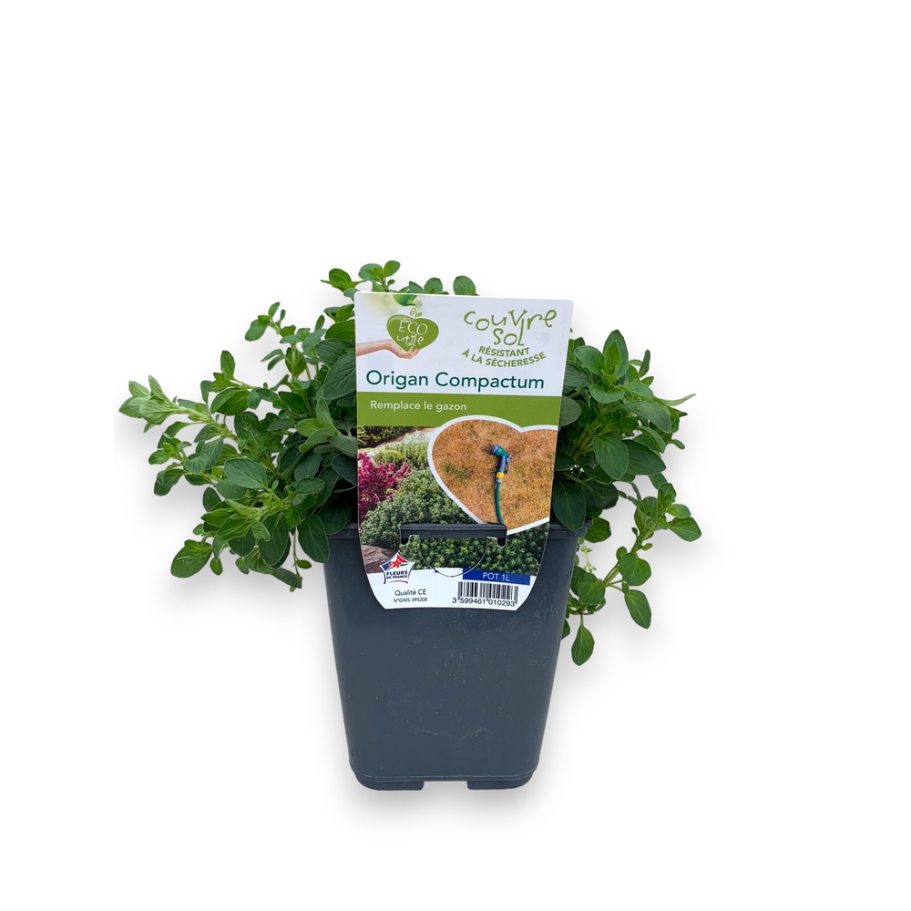 Origan vulgare : pot 1L