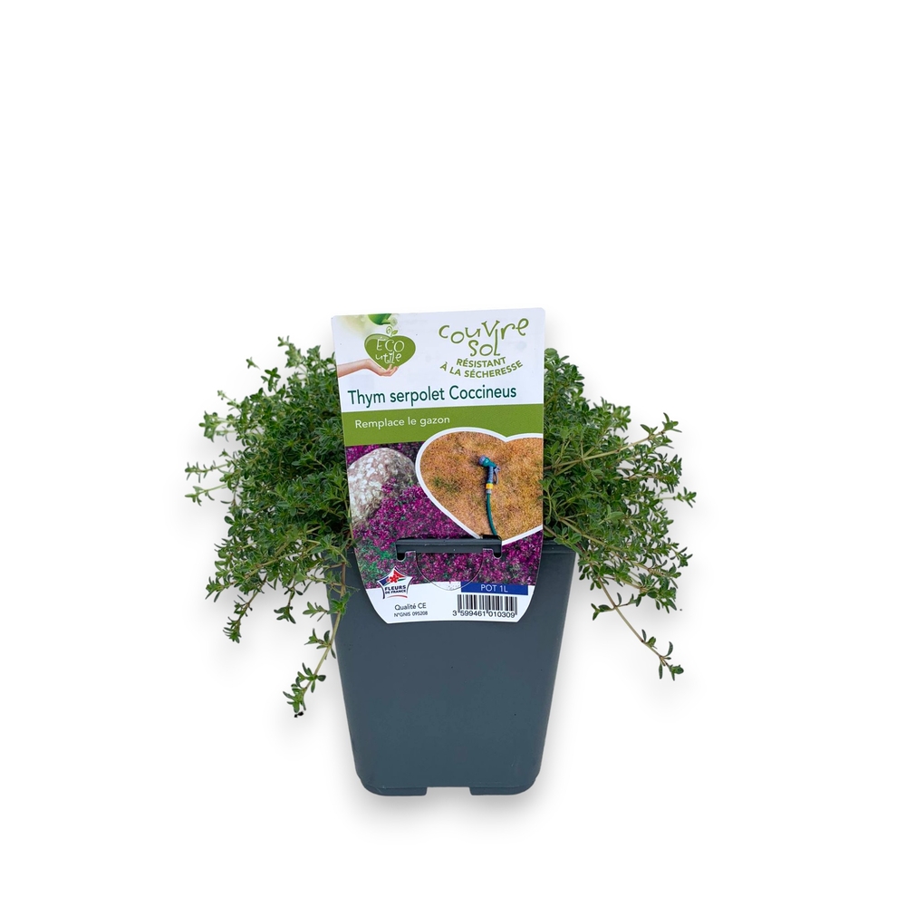 Plant de thym serpolet : pot de 1 litre