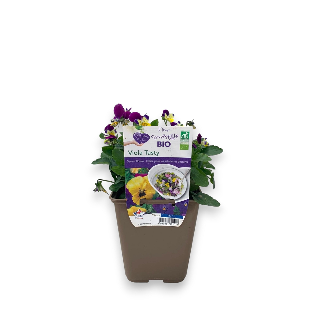 Plant de Viola 'Tasty' Bio : pot de 1L