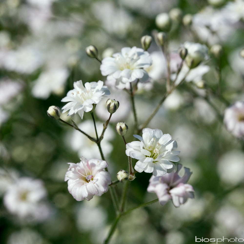 Gypsophile 'White Festival': godet