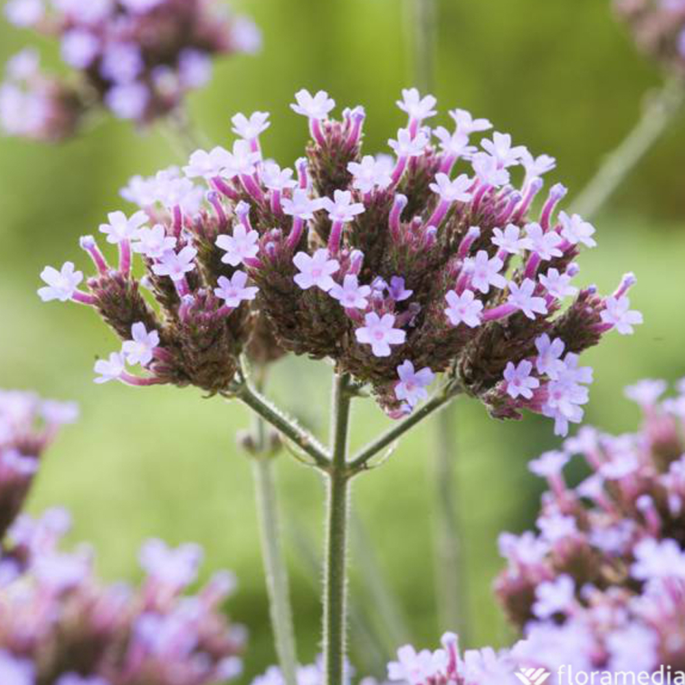 VERVEINE LOLLIPOP GDT-(912423)