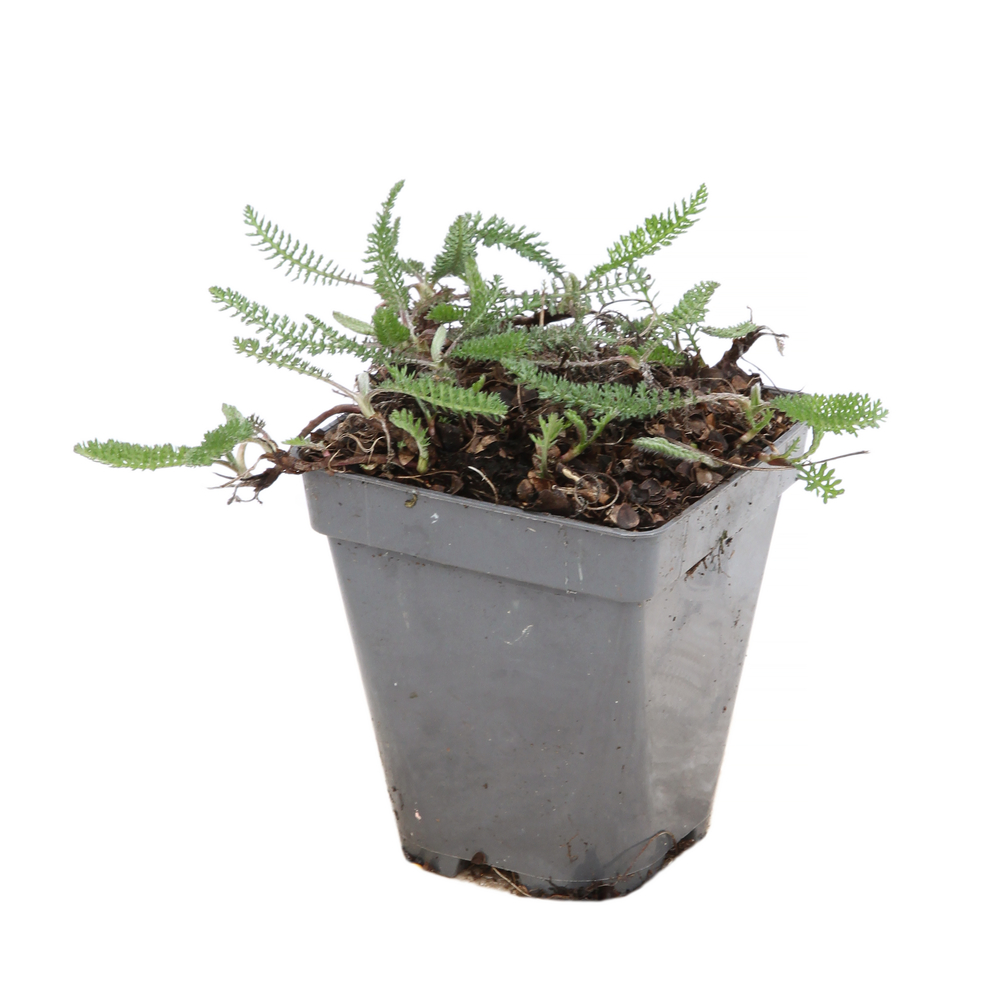 Achillée 'Saucy Seduction' ® :godet.