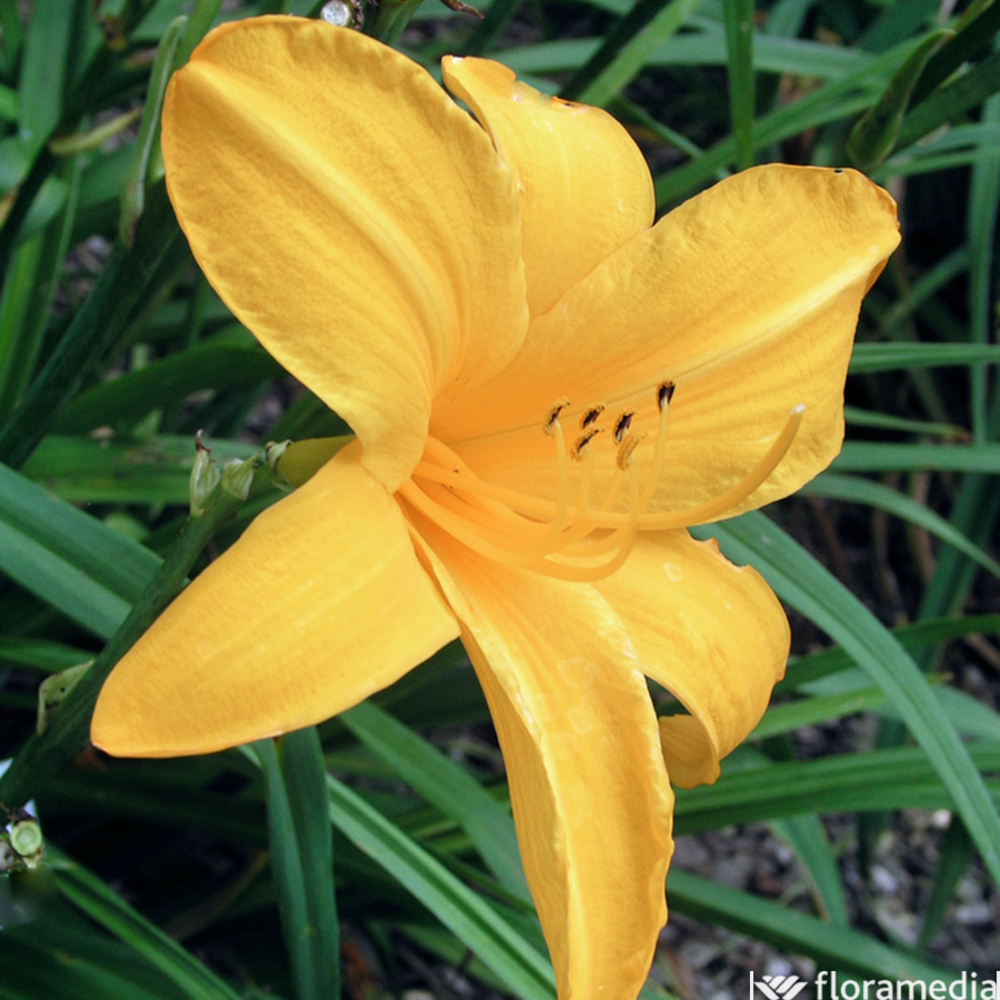 Hemerocalle 'Orange Prélude' :godet