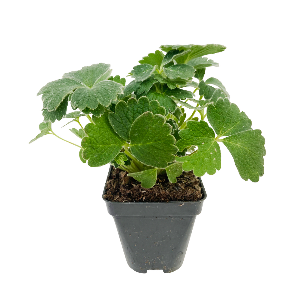 Potentille Ã  grandes fleurs : godet