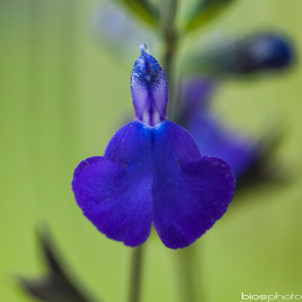 SAUGE BLUE NOTE GDT-(912428)