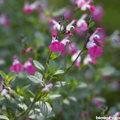 Salvia microphylla 'Pink Lips' : godet