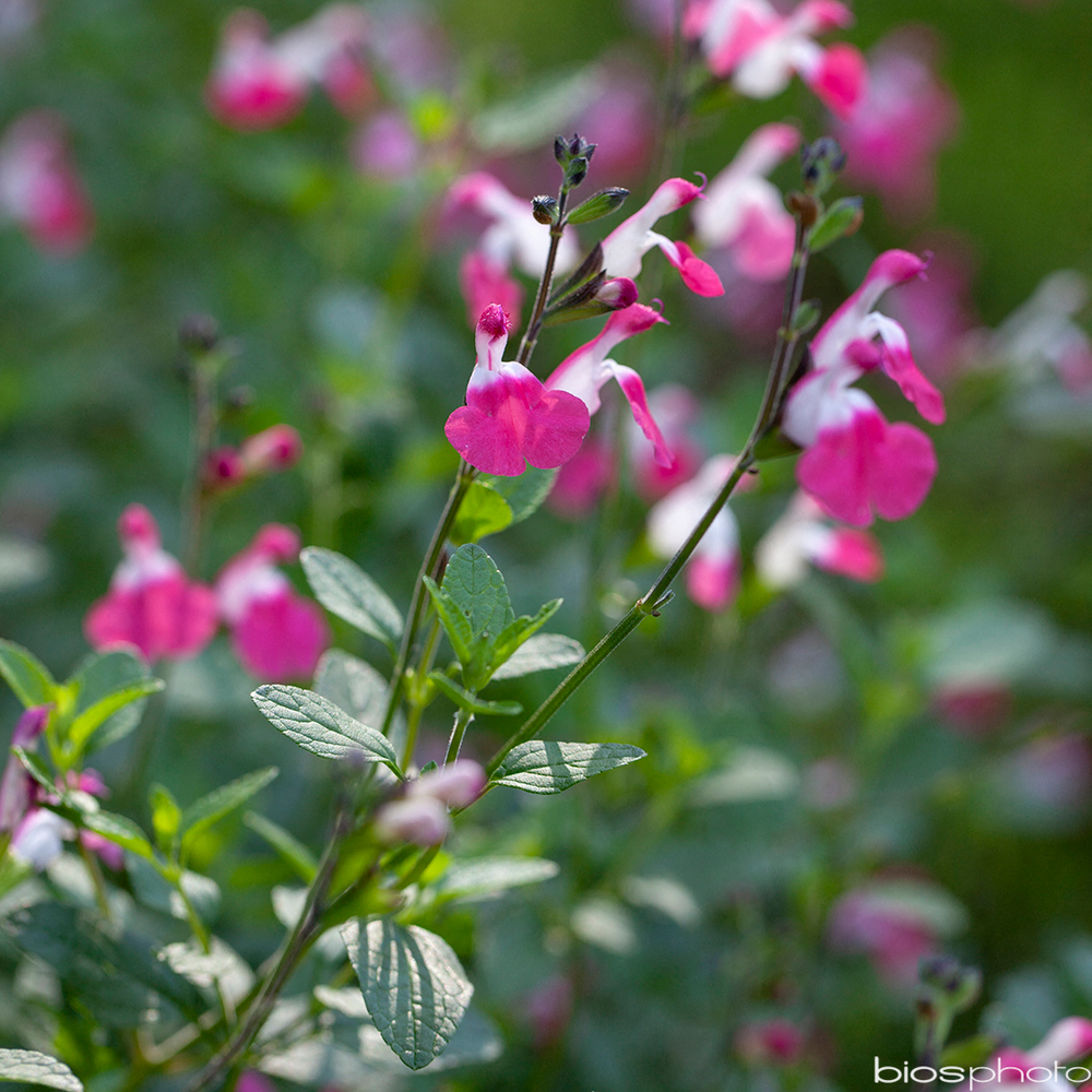 SAUGE ARB.PINK LIPS GDT-(912429)