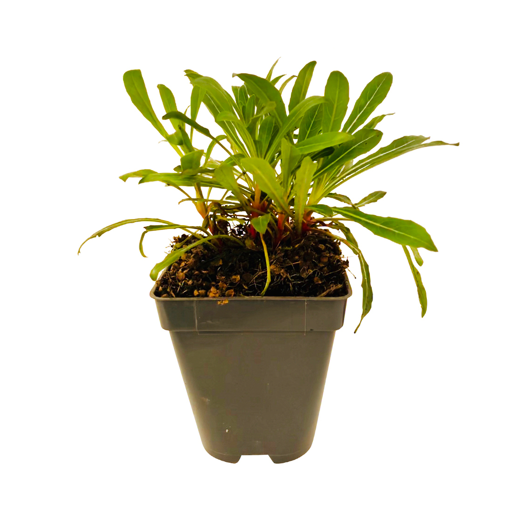 Gaura 'Gambit White':godet