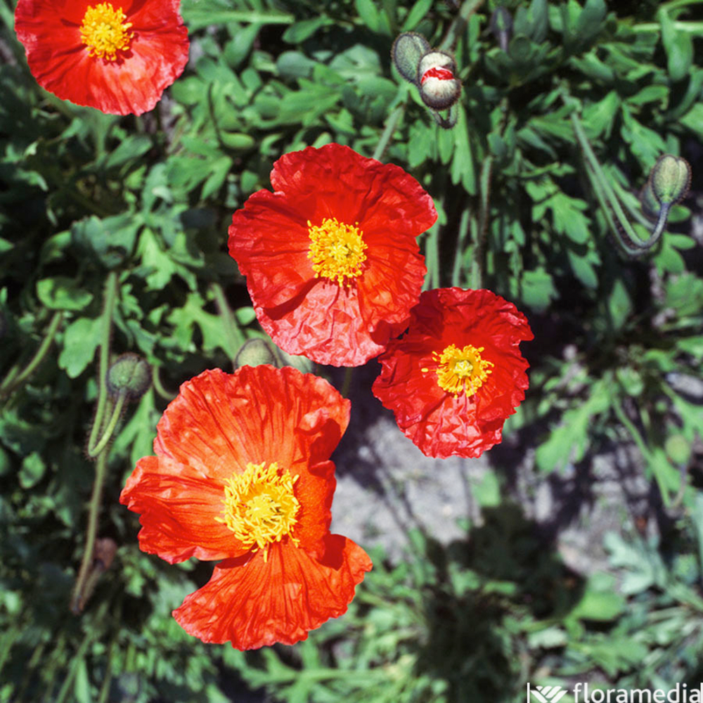 Pavot d'Islande rouge : pot 2 L