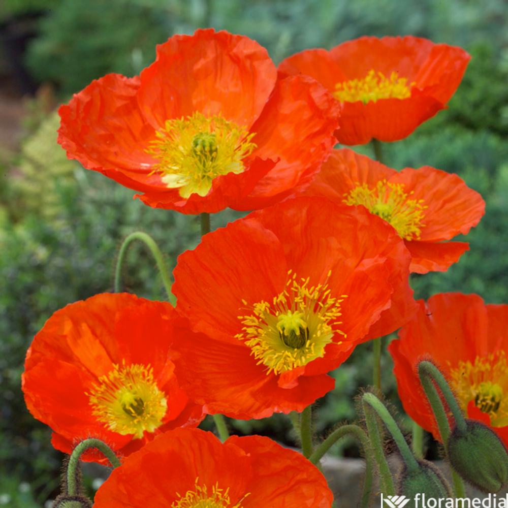 Pavot d'Islande orange : pot 2 L