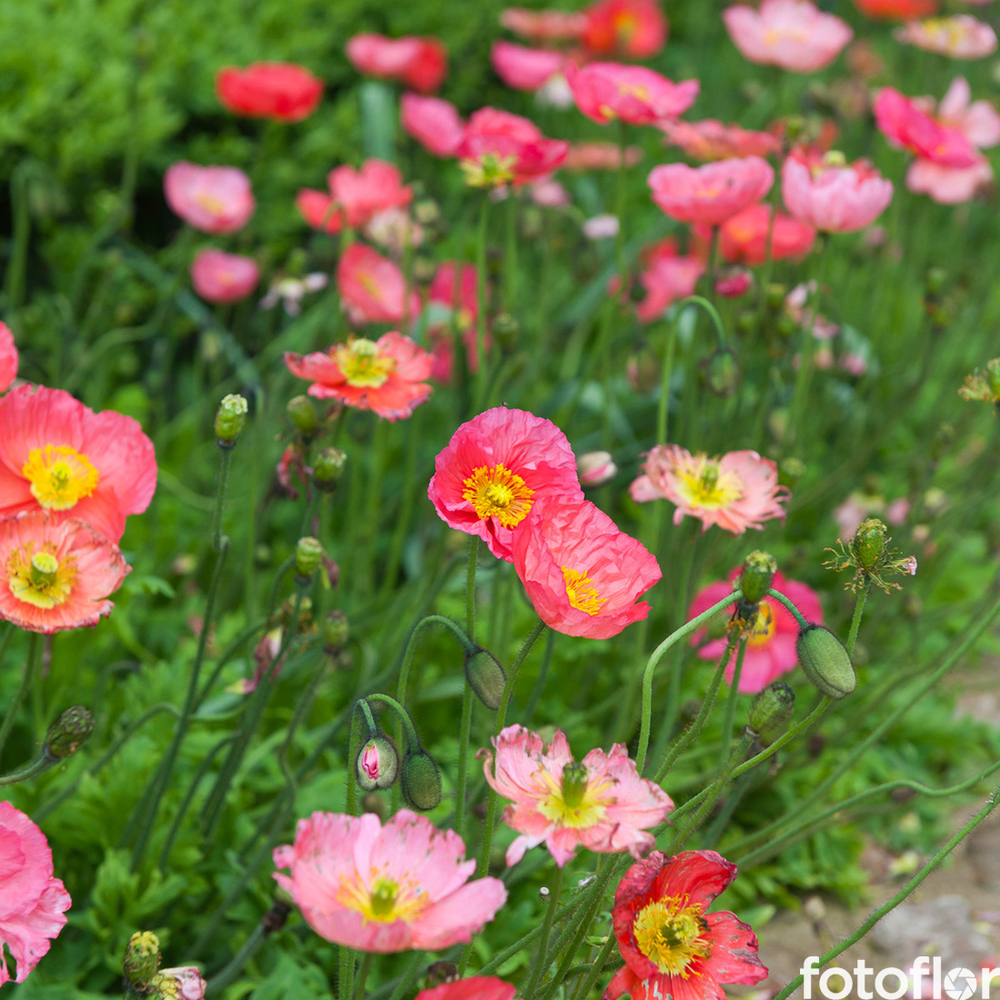 Pavot d'Islande rose : pot 2 L