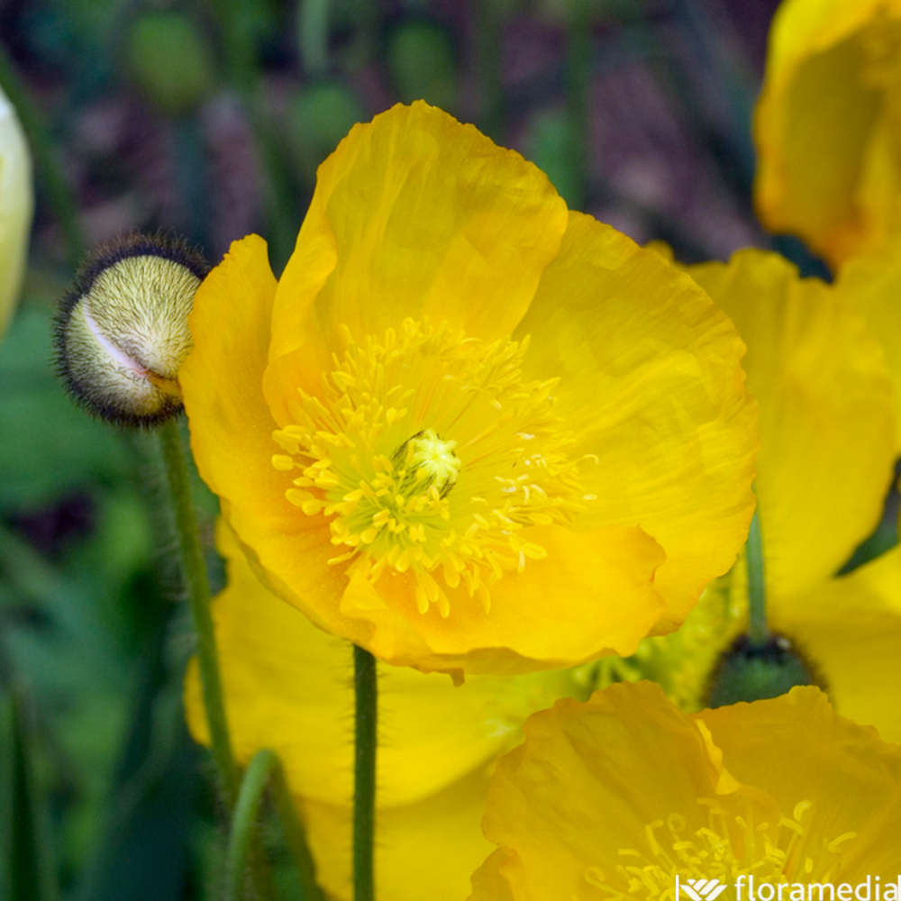 Pavot d'Islande jaune : pot 2 L