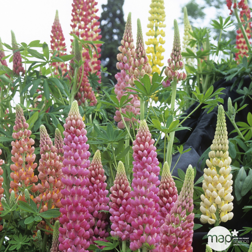 LUPIN LES PAGES C 2L MDD-(912438)