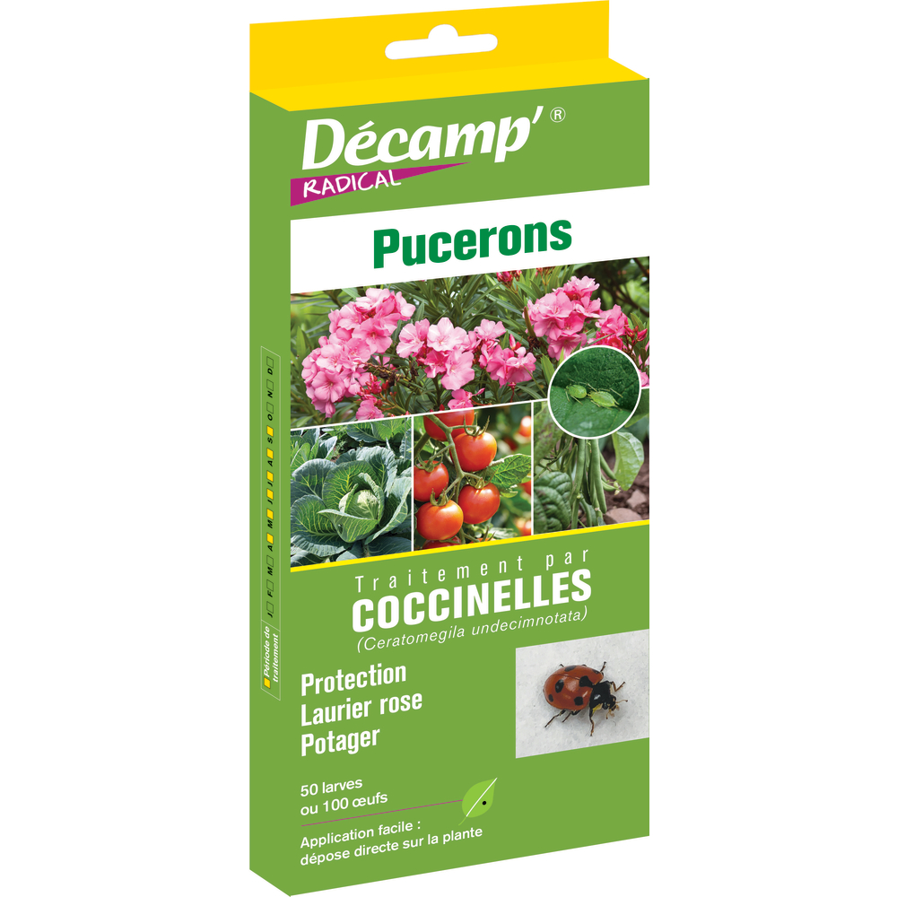 Coccinelles Ceratomegila Undecimnotata