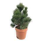 Pin de Bosnie (Pinus leucodermis) 'Compact Gem' 'H 40/50 cm - pot 12L