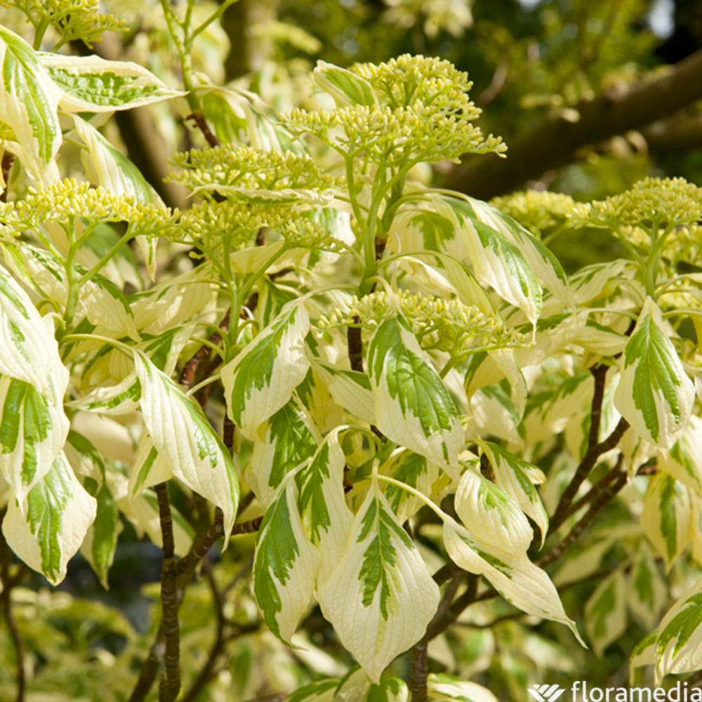 Cornus controversa 'Variegata': pot 15L