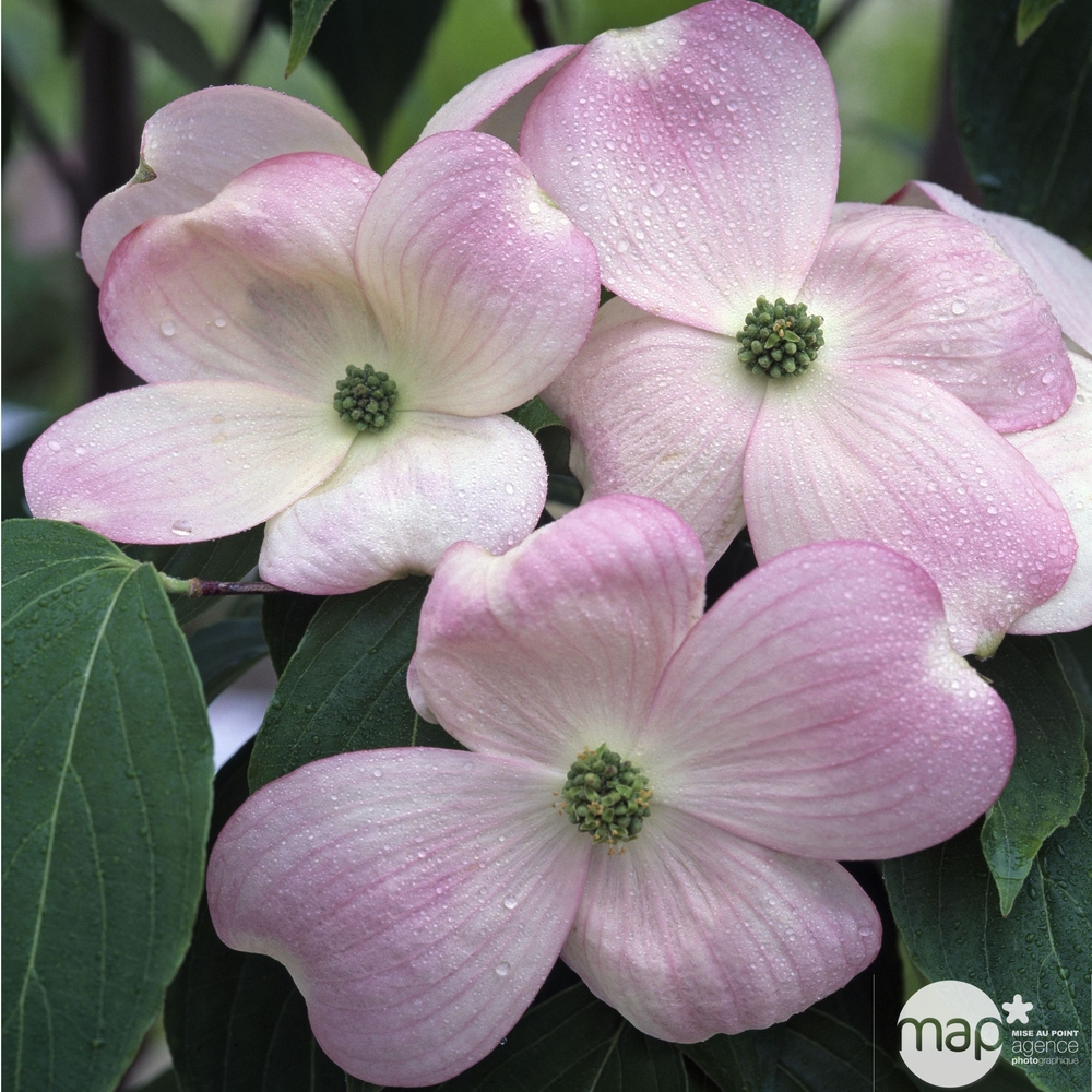 Cornus F. Cher. Chief C30L MDD-(913893)