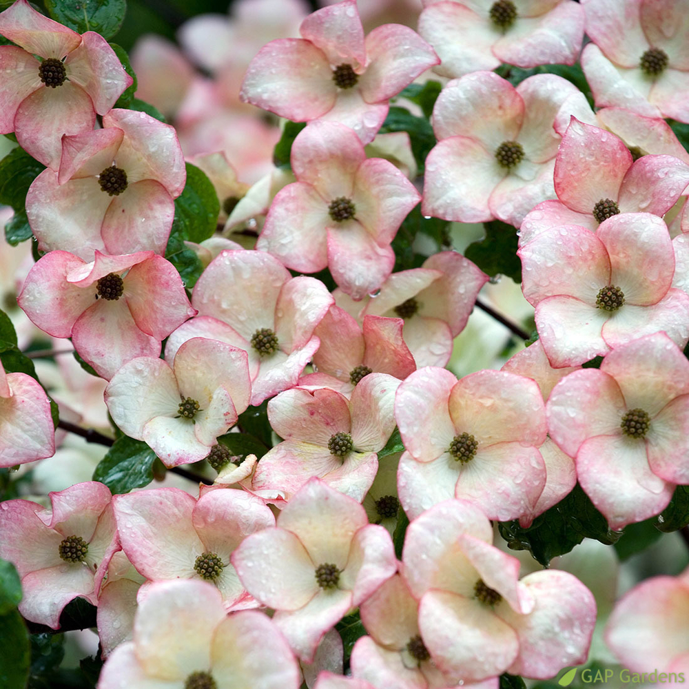 Cornus florida 'Cherokee Princess' : pot 30L