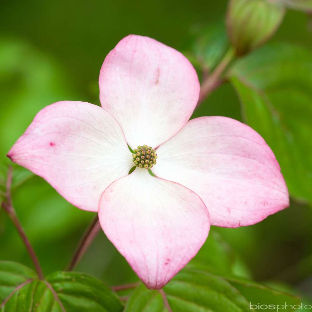Cornus kousa 'Satomi': pot 30L