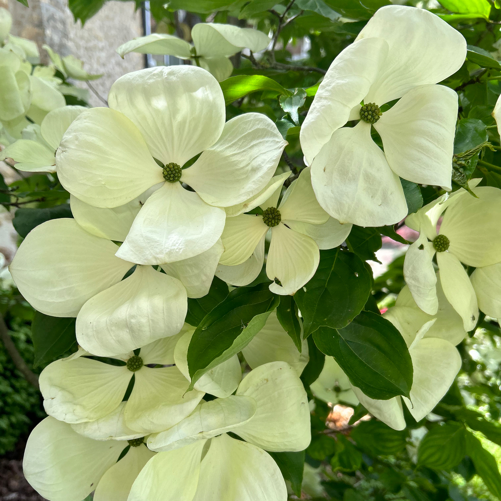 CORNUS RUTG.AURORA C30L MDD-(913902)