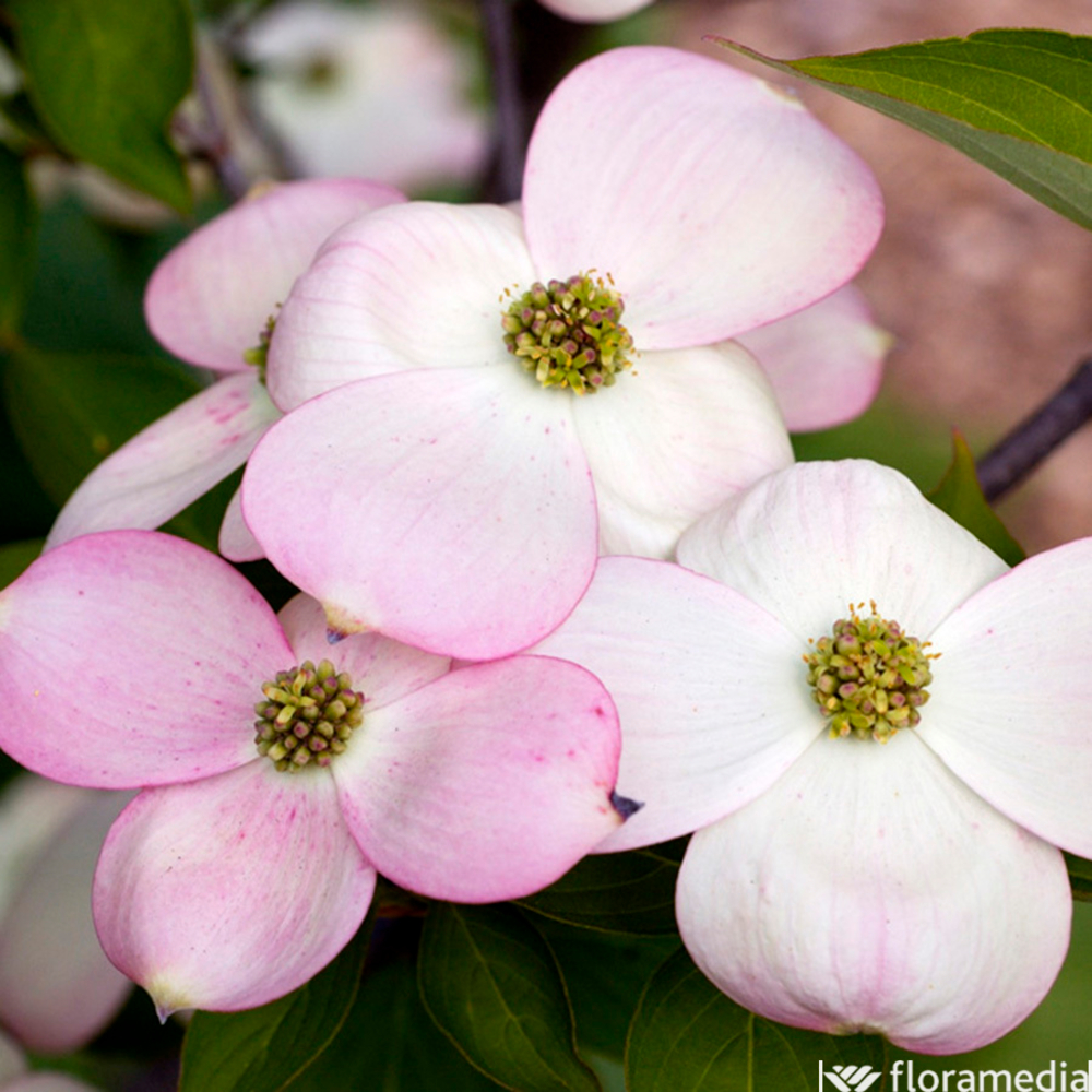 Cornus rutgersensis 'Stellar Pink': pot 15L