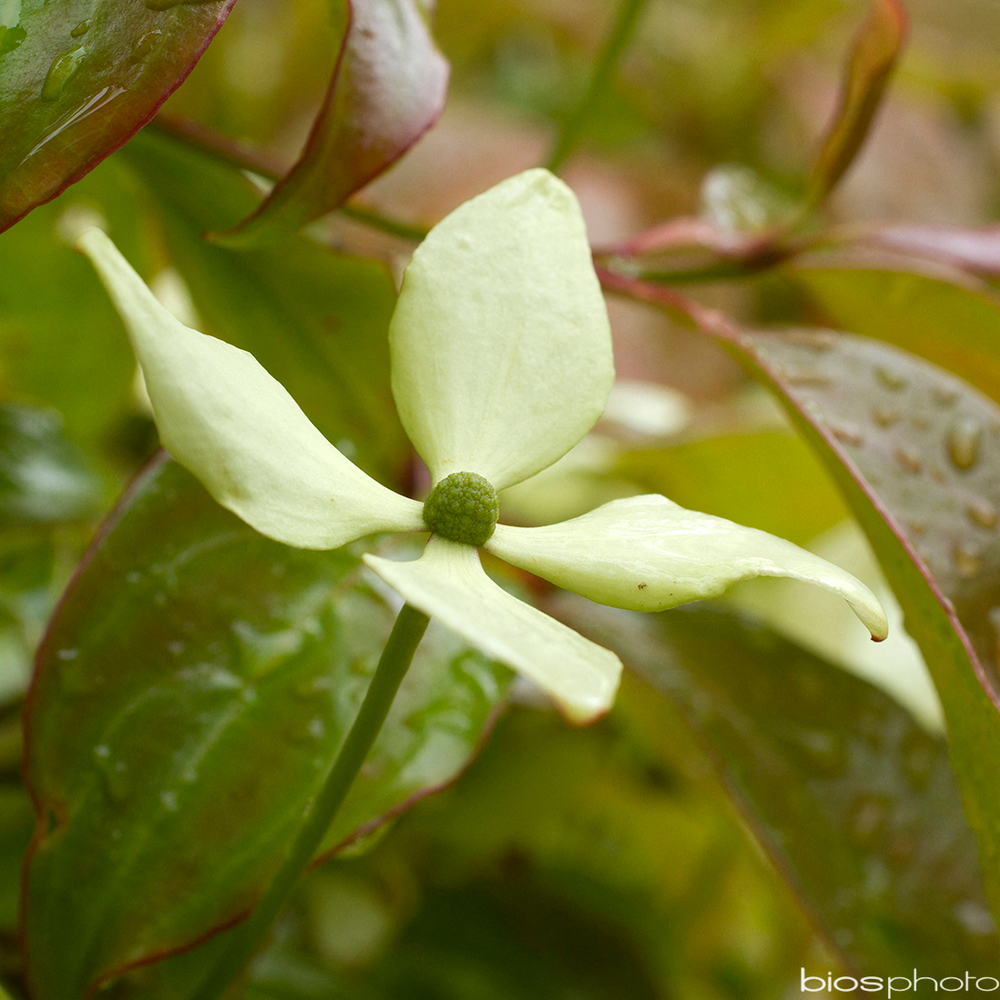 Cornus hongkongensis C15L MDD-(913906)