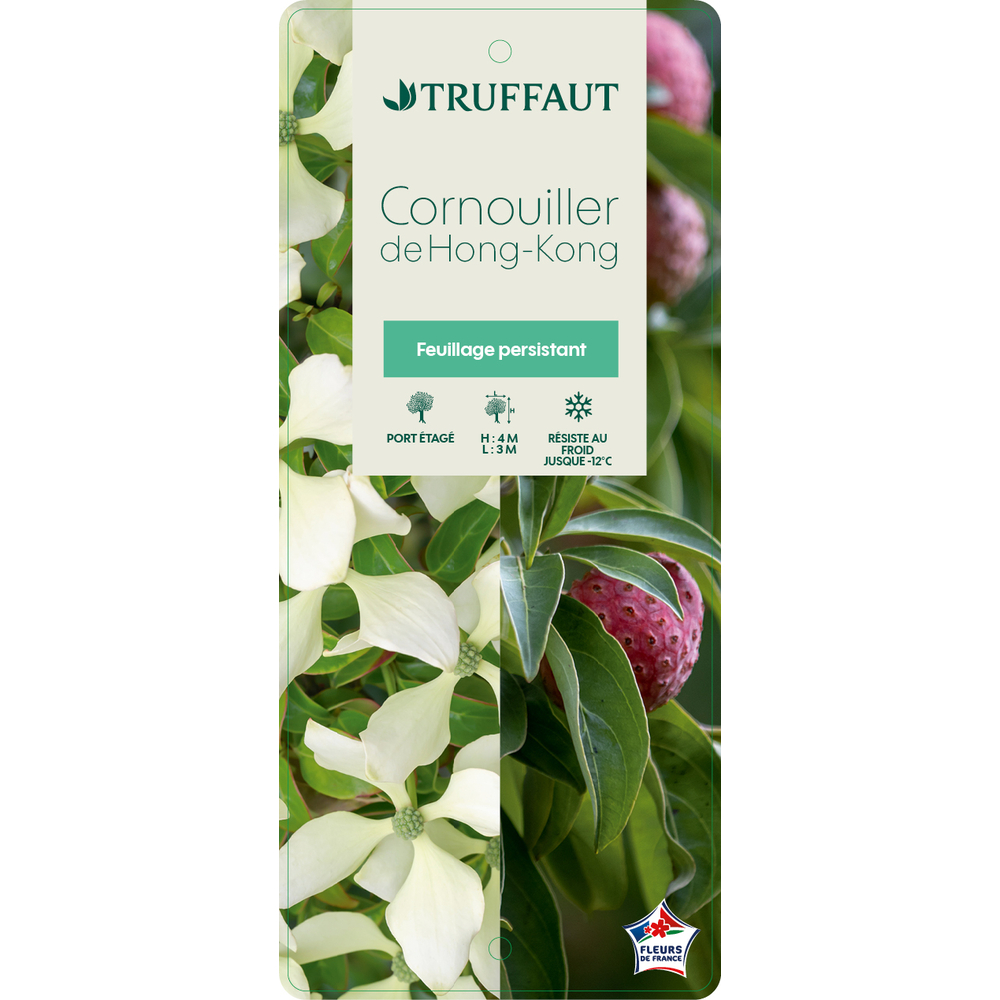 Cornus hongkongensis: pot 7L