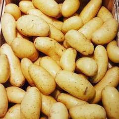 Plants de pommes de terre 'Celtiane' Bio en clayette x60