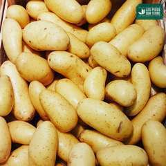 Plants de pommes de terre 'Celtiane' Bio en filet x25