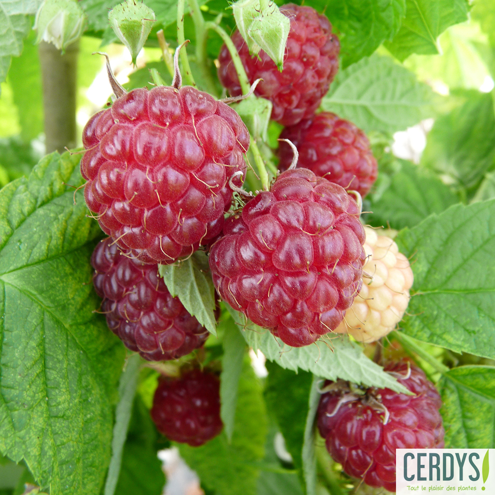 Framboisier 'Little Sweet Sister' , bio