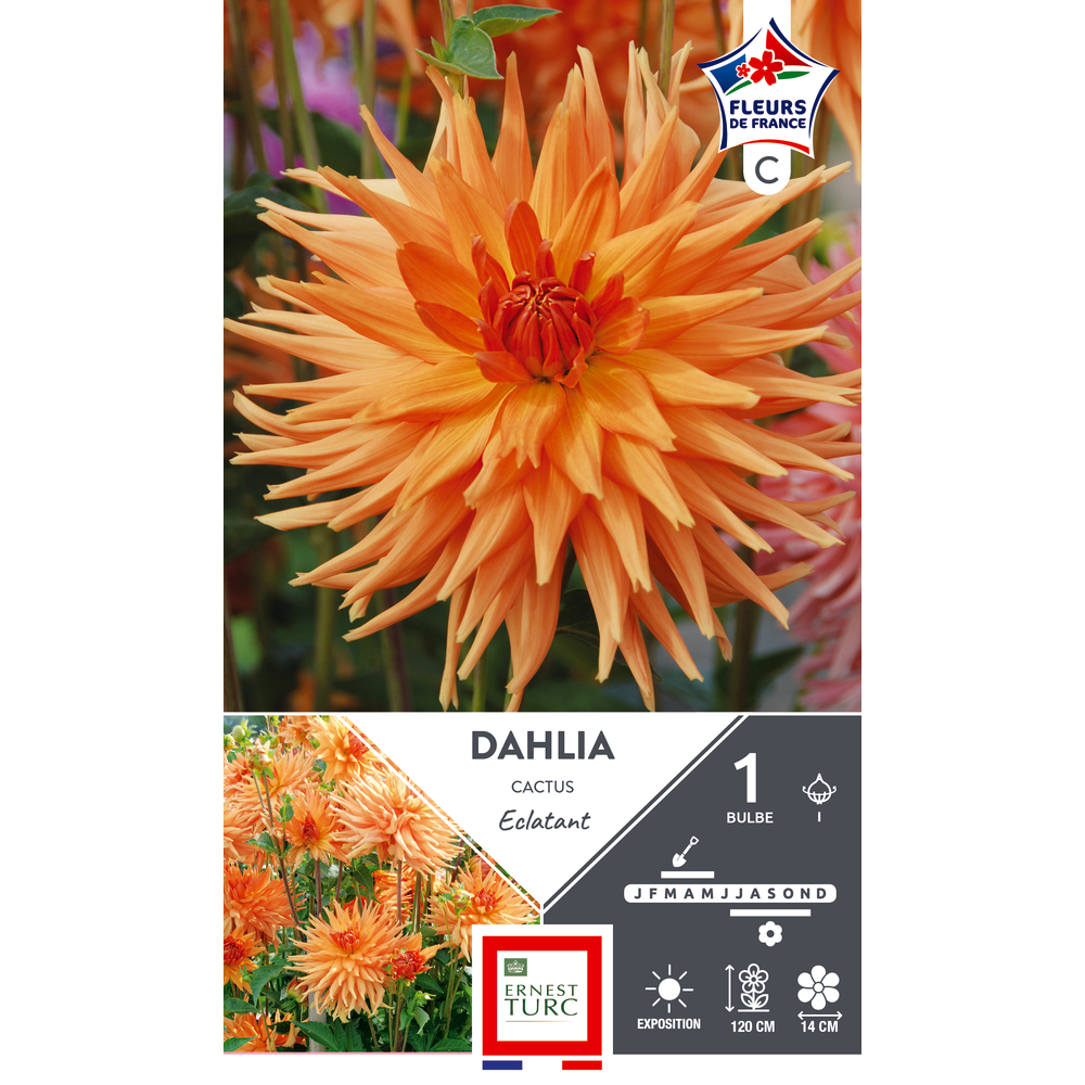 DAHLIA CAC.ECLATANT FDF I X1-(926009)