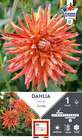 Dahlia Cactus Gatsby Fdf I X1