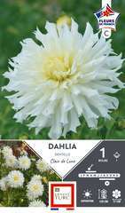 DAHLIA DENT.C.DE LUNE FDF I X1-(926013)