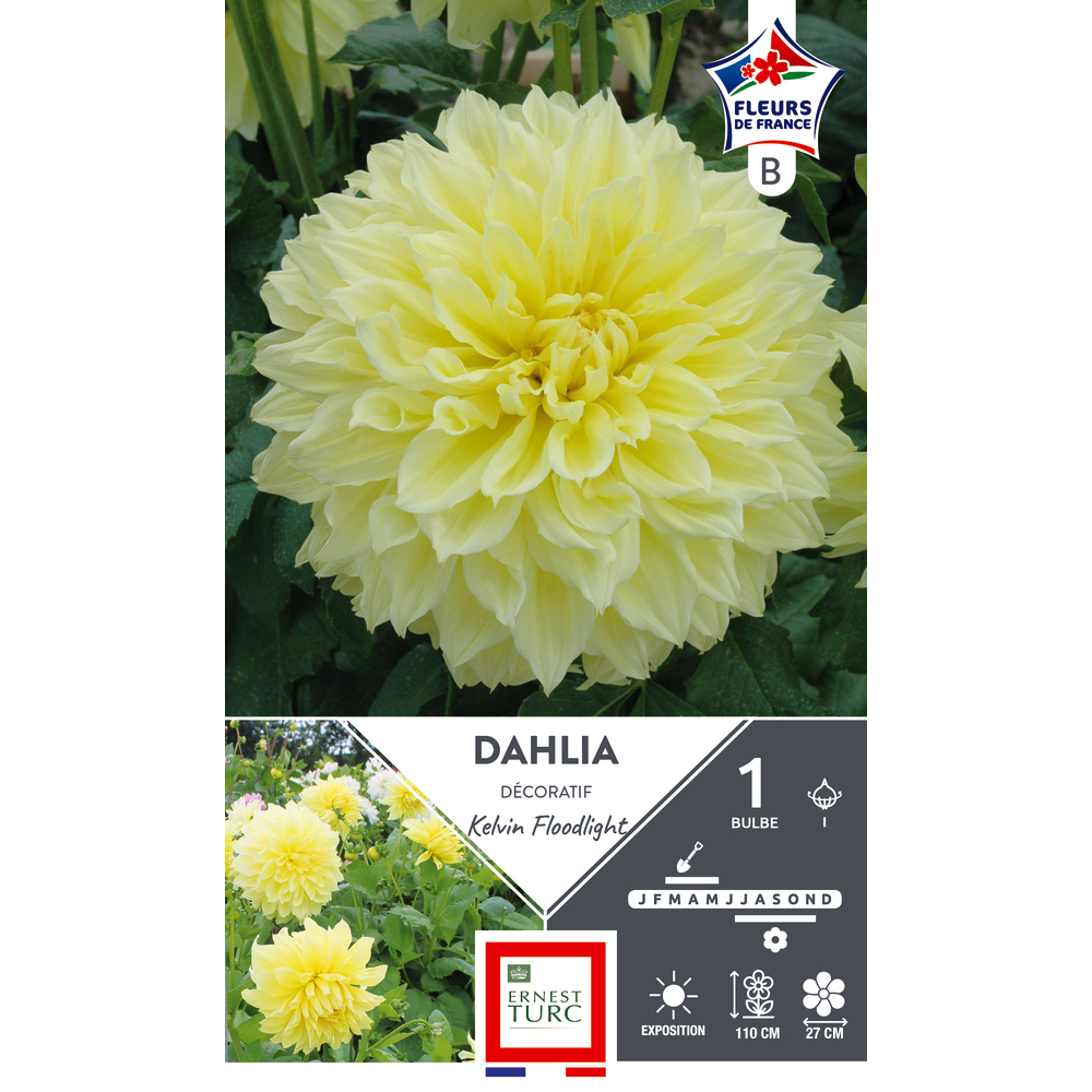 DAHLIA DEC.K.FLOODLIGHT FDF X1-(926018)