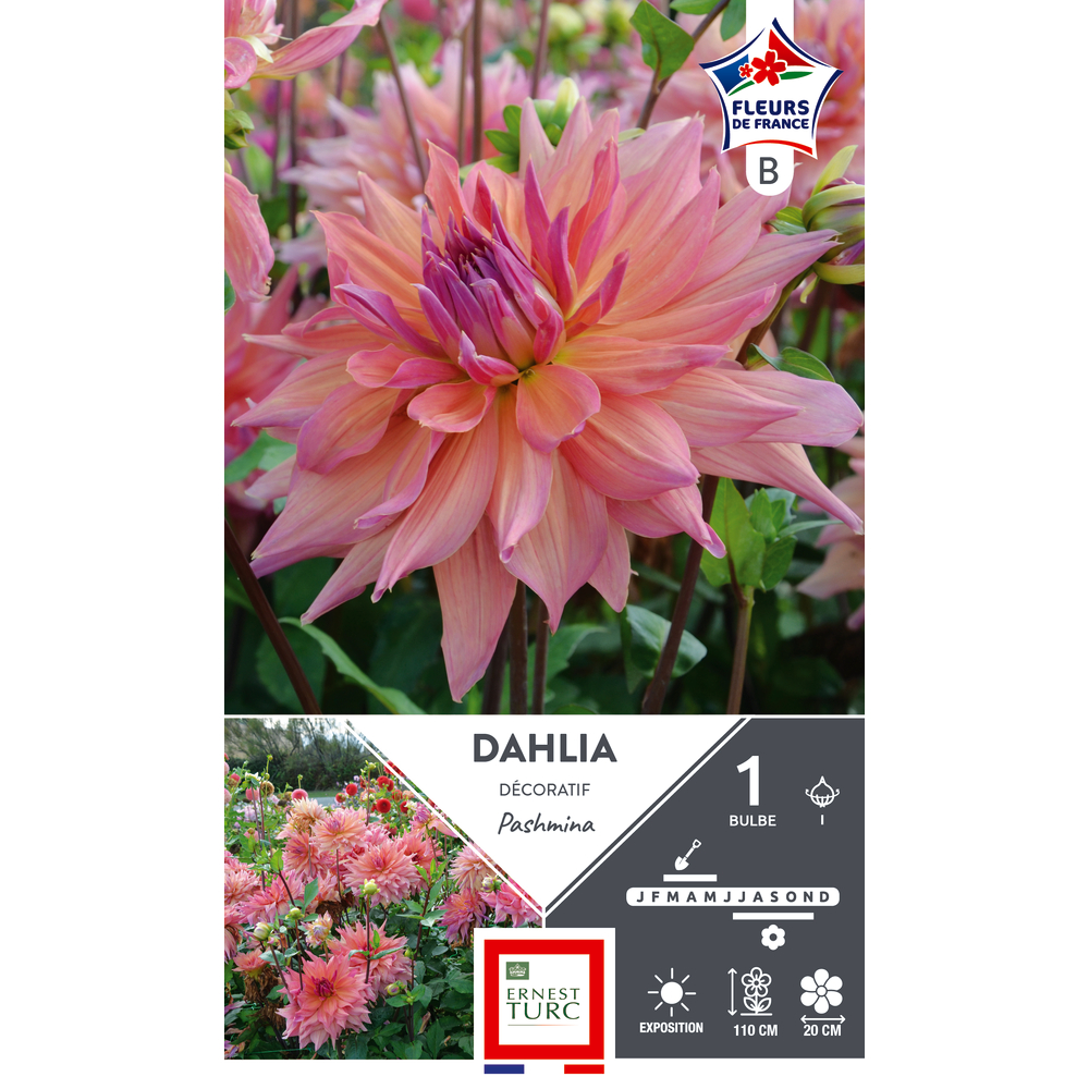 DAHLIA DECO PASHMINA FDF I X1-(926019)