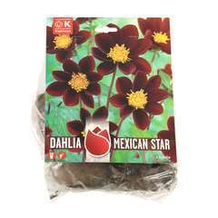 Dahlia Mexican Star X3 Cal I