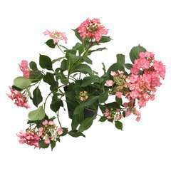 Hortensia Hydrangea 'Rendez-Vous French Cancan®' rose pot 5L
