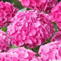 Hortensia Hydrangea 'Rendez-Vous Froufrou®' rose pot 5L