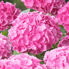 Hortensia Hydrangea 'Rendez-Vous Froufrou®' rose pot 5L