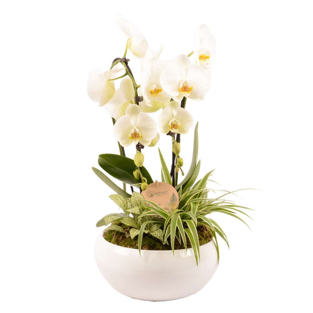 Compo Orchidée et 2 plantes, pot D23cm
