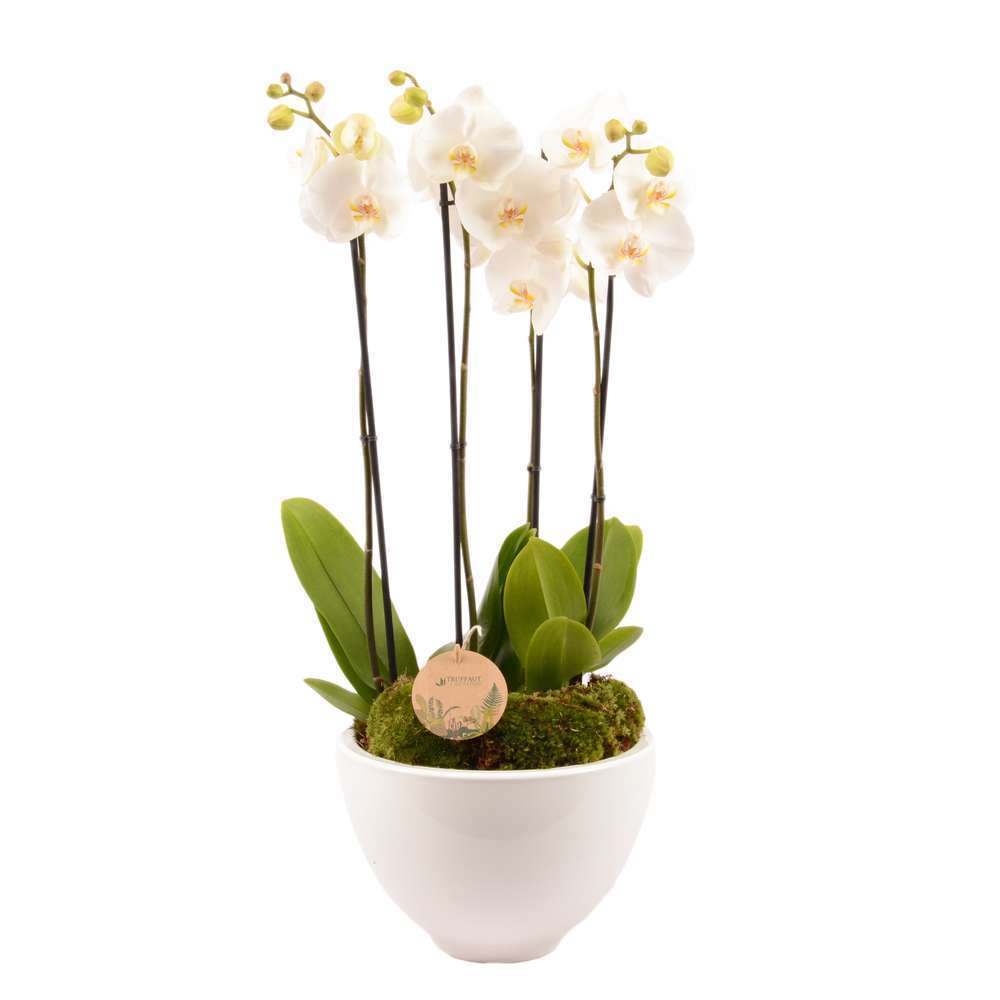 COMPO PHAL 4T TRUFFAUT D27H70-(926691)